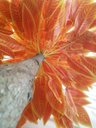 Ver imagem 2 de Planta Artificial Árvore CROTON SUNSHINE 1,60 metros de altura