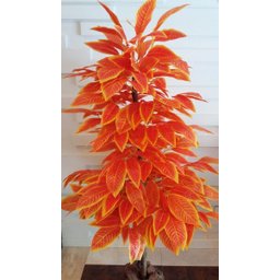 Planta Artificial Árvore CROTON SUNSHINE 1,60 metros de altura - 4