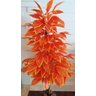 Planta Artificial Árvore CROTON SUNSHINE 1,60 metros de altura - 4