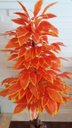 Ver imagem 4 de Planta Artificial Árvore CROTON SUNSHINE 1,60 metros de altura