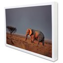 Ver imagem 2 de Quadro Decorativo Elefante na Savana em Moldura Caixa Tacolado Moldura Trad 1cm Madeira Escura com V