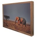 Ver imagem 4 de Quadro Decorativo Elefante na Savana em Moldura Caixa Tacolado Moldura Trad 1cm Madeira Escura com V