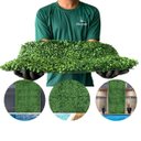 Ver imagem 6 de Kit 15 Painéis de Jardim Vertical Artificial para Fachadas com Proteção UV