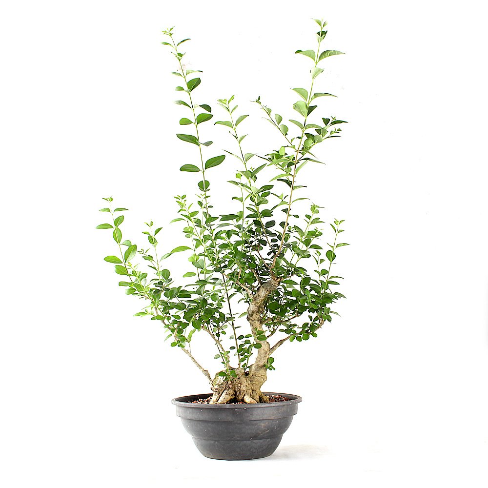 Pré Bonsai Ligustro Ibota 12 Anos