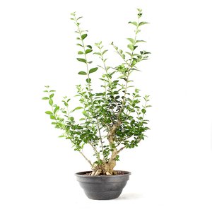 Pré Bonsai Ligustro Ibota 12 Anos
