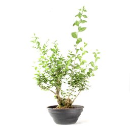 Pré Bonsai Ligustro Ibota 12 Anos - 3