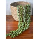 Ver imagem 2 de 3 plantas pendentes artificiais colar de perolas