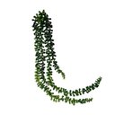 Ver imagem 5 de 3 Plantas Pendentes Artificiais Colar de Perolas