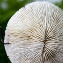 Ver imagem 3 de Escultura Coral Decorativo no Pedestal Importado de Bali