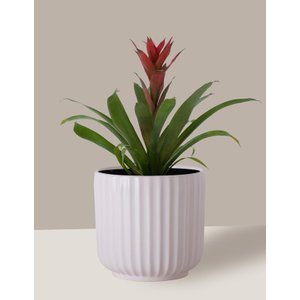 Vaso Cachepô de Cerâmica para Plantas Branco ME