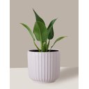 Ver imagem 6 de Vaso Cachepô de Cerâmica para Plantas Branco ME