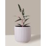 Vaso Cachepô de Cerâmica para Plantas Branco ME - 5
