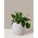 Ver imagem 4 de Vaso Cachepô de Cerâmica para Plantas Branco ME