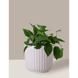 Vaso Cachepô de Cerâmica para Plantas Branco ME - 4