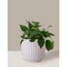 Vaso Cachepô de Cerâmica para Plantas Branco ME - 4