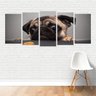 Quadro Animais Raça Pug Cachorro Cão Petisco Doméstico Canvas - 1