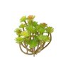 Kit 12 unidades de suculenta artificial araucaria 13 cm em silicone - 4