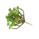 Ver imagem 5 de Kit 12 Unidades de Suculenta Artificial Araucaria 13 Cm em Silicone