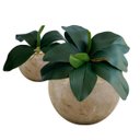 Ver mais imagens de 2 Galhos Folhas de Orquideas em Silicone com Toque Realista