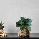 Ver imagem 2 de 3 Galhos de Folhas de Orquideas