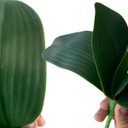 Ver imagem 5 de 3 Galhos de Folhas de Orquideas