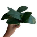 Ver imagem 4 de 5 Galhos de Folhas de Orquidea de Silicone Produto Premium