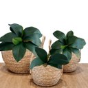 Ver imagem 1 de 6 Galhos de Folhas de Orquidea de Silicone Produto Premium