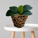 Ver imagem 4 de 8 Galhos de Folhas de Orquideas Parecida com a Natural