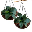 Ver imagem 2 de 8 Galhos de Folhas de Orquideas Parecida com a Natural