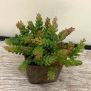 Ver imagem 2 de Kit 12 Plantas Artificiais Mini Suculentas Sedum para Enfeites