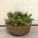 Ver imagem 1 de Kit 12 Plantas Artificiais Mini Suculentas Sedum para Enfeites