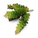 Ver imagem 6 de Kit 12 Plantas Artificiais Mini Suculentas Sedum para Enfeites