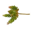 Ver imagem 4 de Kit 12 Plantas Artificiais Mini Suculentas Sedum para Enfeites