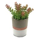 Ver imagem 7 de Kit 12 Plantas Artificiais Mini Suculentas Sedum para Enfeites