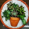 Vaso Para Planta Bacia e Meio Vaso Suculenta - 1