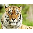 Ver imagem 2 de Papel De Parede Animais Tigre Floresta 3D Anm120