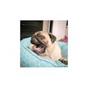 Ver imagem 3 de Cama Fofinha Woof Classic Deep Escamas Rosa - G - P