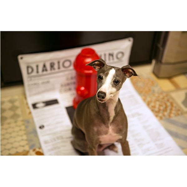 Tapete Higiênico para Cães Reutilizável - Diário Canino - 4