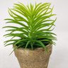 Planta Suculenta com vaso Artificial Permanente 14cm IN5367 - 4