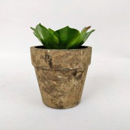 Planta Suculenta com vaso Artificial Permanente 10cm IN5368 - 2