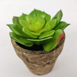 Planta Suculenta com vaso Artificial Permanente 10cm IN5368 - 4