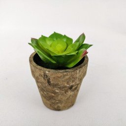 Planta Suculenta com vaso Artificial Permanente 10cm IN5368 - 3