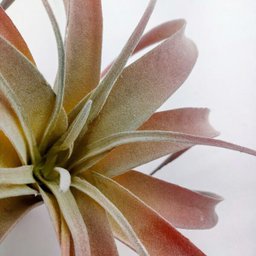 Suculenta Tislandia Vermelha Planta Artificial 27cm Permanen - 4