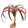 Suculenta Tislandia Vermelha Planta Artificial 27cm Permanen - 2