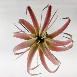 Suculenta Tislandia Vermelha Planta Artificial 27cm Permanen - 6