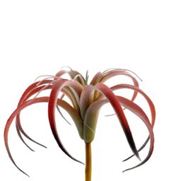 Suculenta Tislandia Vermelha Planta Artificial 27cm Permanen - 1