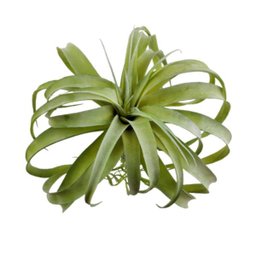 Suculenta Tislandia Verde Planta Artificial Permanente 35cm - 3