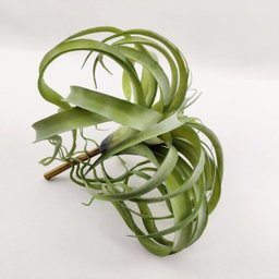 Suculenta Tislandia Verde Planta Artificial Permanente 35cm - 6