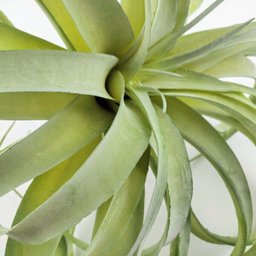 Suculenta Tislandia Verde Planta Artificial Permanente 35cm - 4