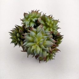 Suculenta Pinha Roxa X7 Planta Artificial Permanente 18cm - 4